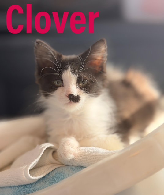 Clover DMH, Willow Grove PA, (FCID 01/13/2026-149) Image