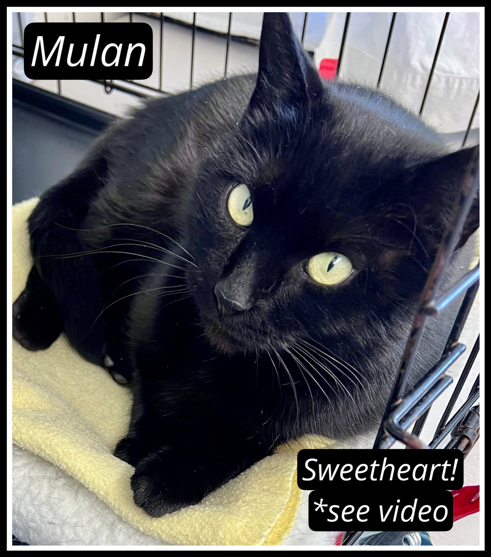 Mulan (FCID 01/09/2026-107) Willow Grove Image