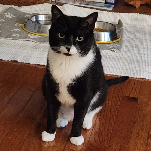Photo 5 of Leggy (FCID# 01/07/2026 - 14 Glen Mills foster) C