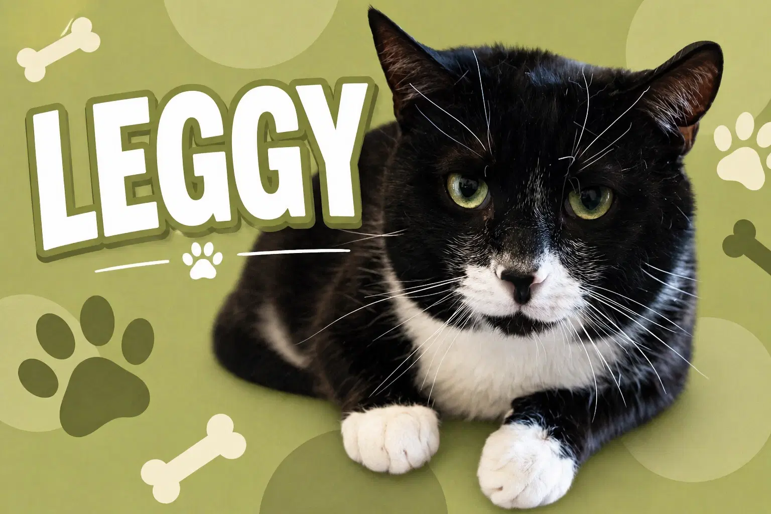 Leggy Fcid  -  Glen Mills Foster C image 3