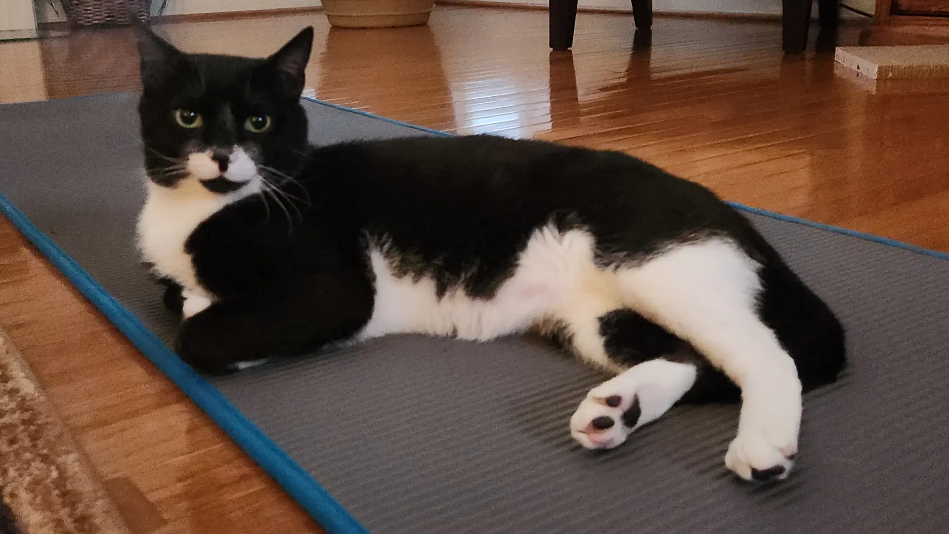 Leggy Fcid  -  Glen Mills Foster C - Tuxedo