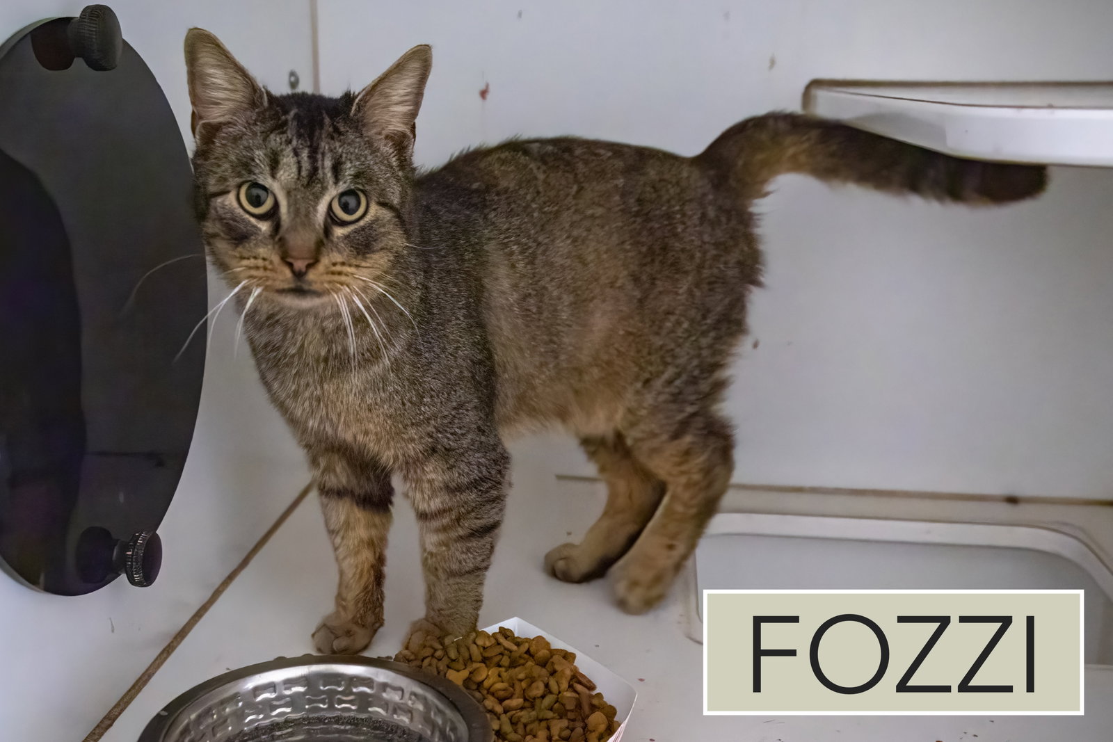 Fozzi (FCID# 01/19/2026 - 19 Trainer) Image