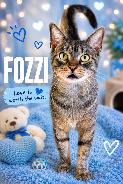 Fozzi (FCID# 01/19/2026 - 19 Trainer) C, Adult Tabby (short coat), cat for adoption in Marcus Hook, Pennsylvania