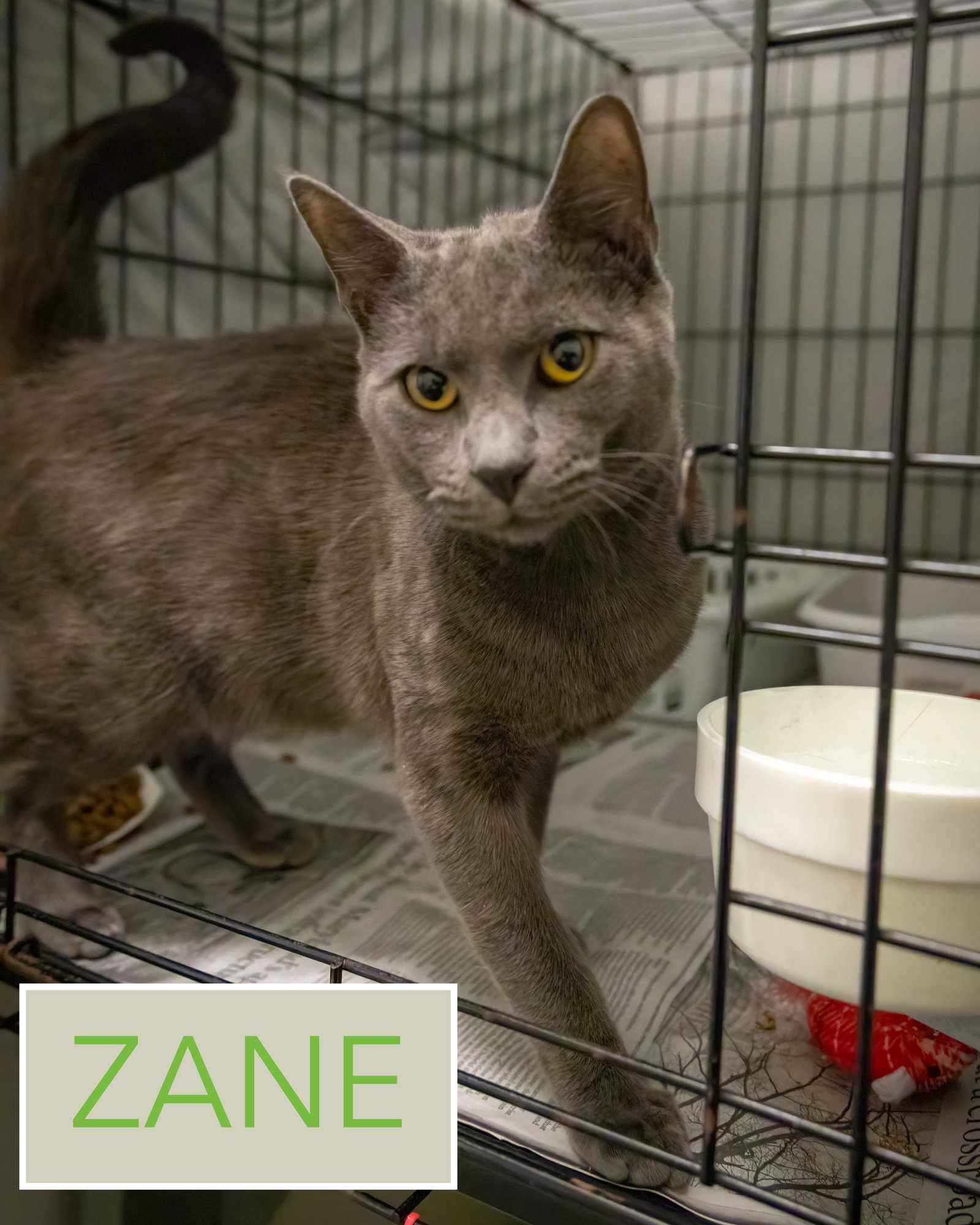 Zane (FCID# 01/22/2026 - 21 Trainer) Image