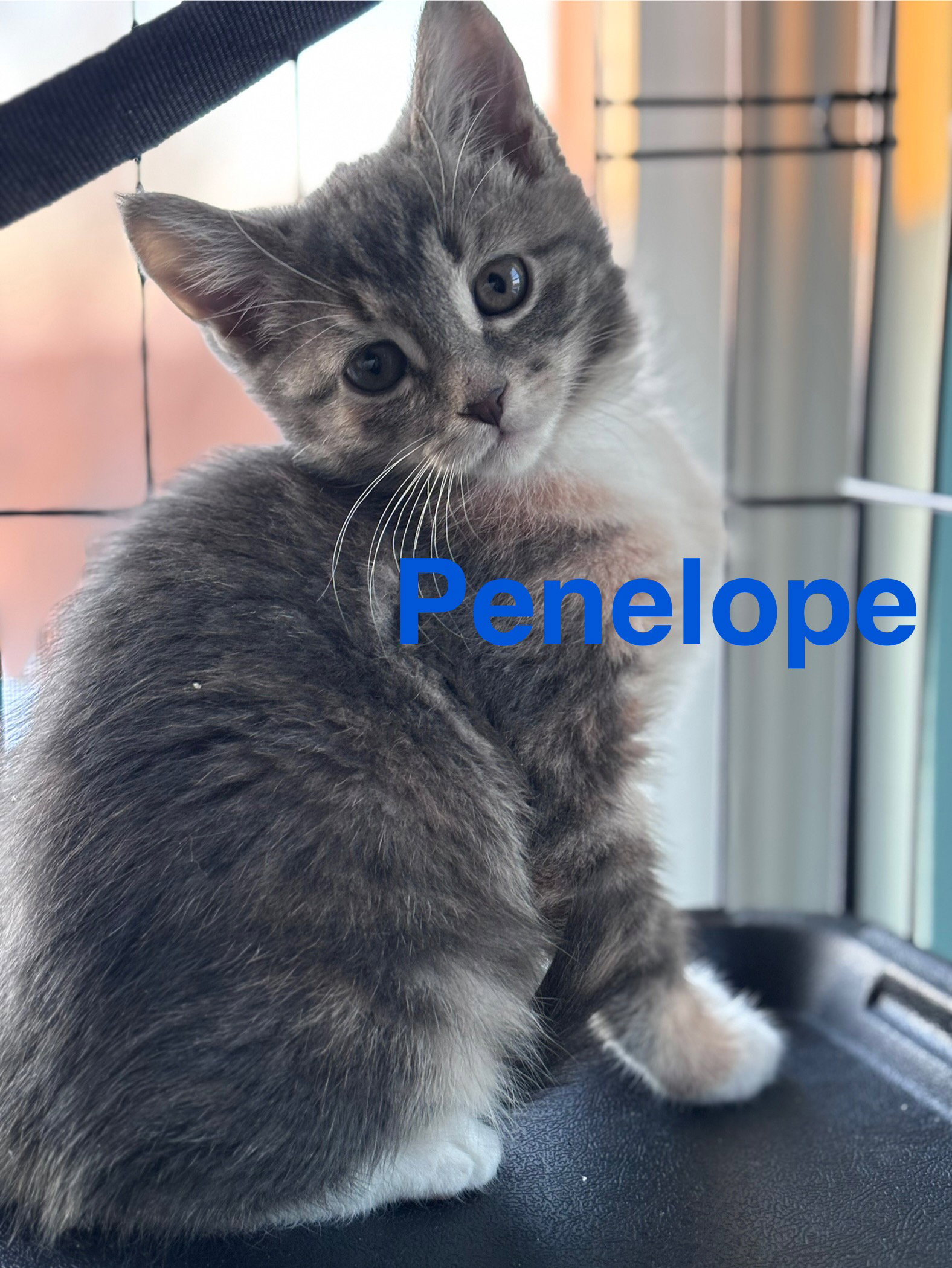 Penelope (FCID# 02/02/2026 - 63) KC Image