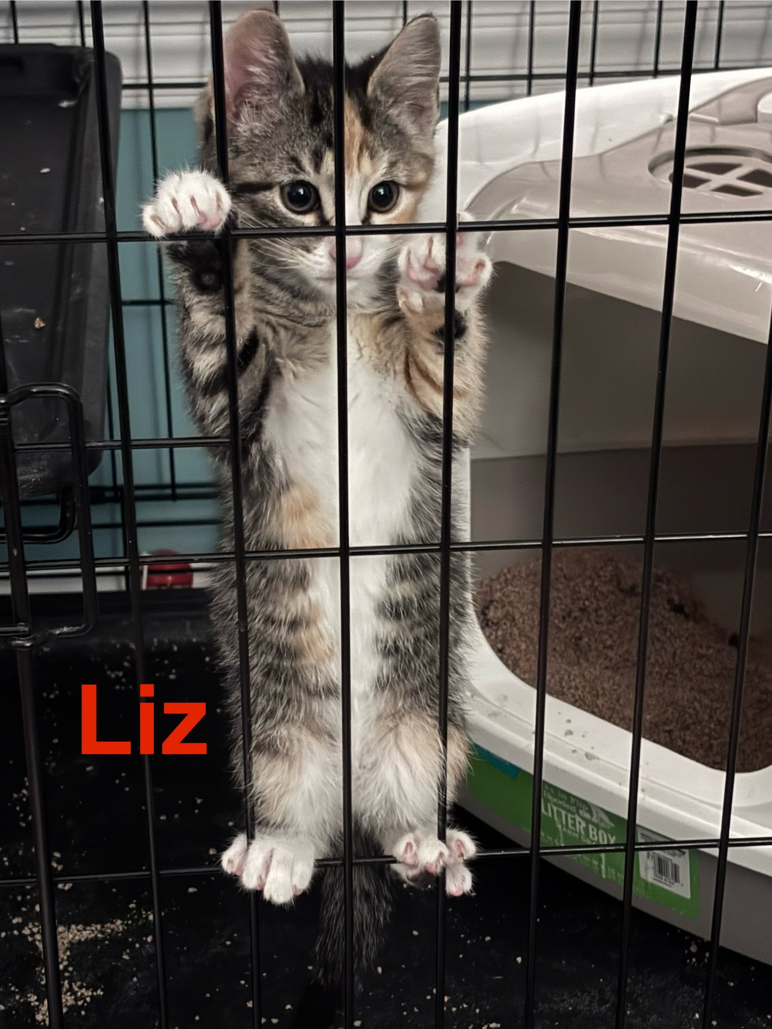 Lizzy (FCID# 02/02/2026 - 62 ) KC Image