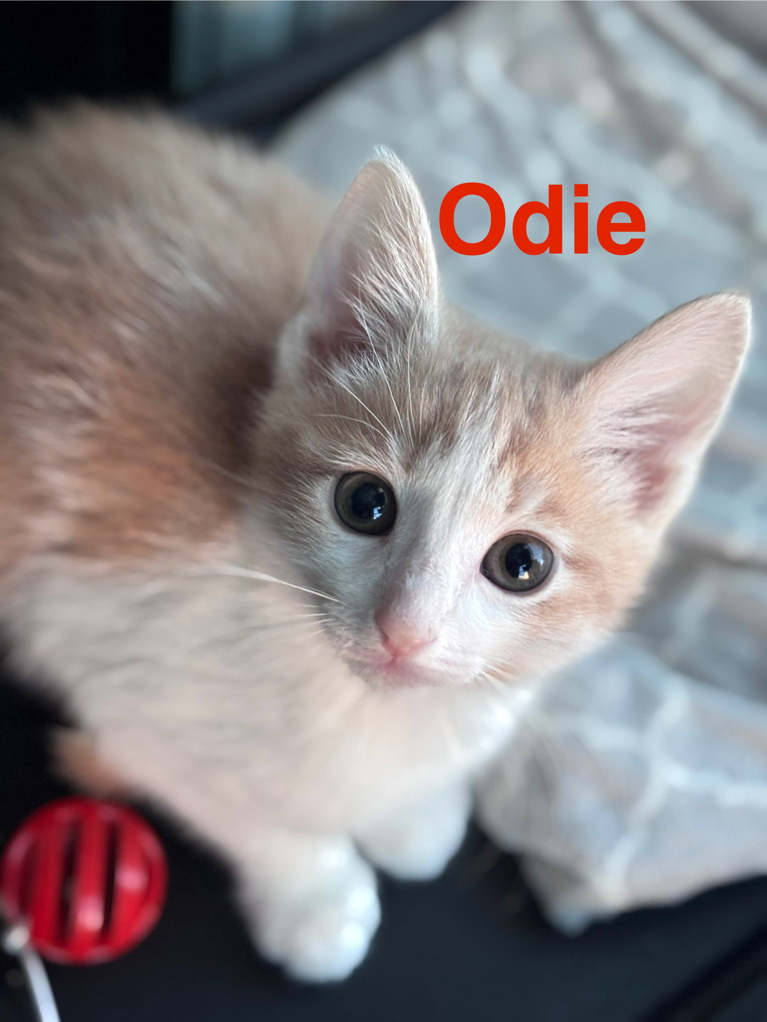 Odie (FCID# 02/02/2026 - 61) KC Image
