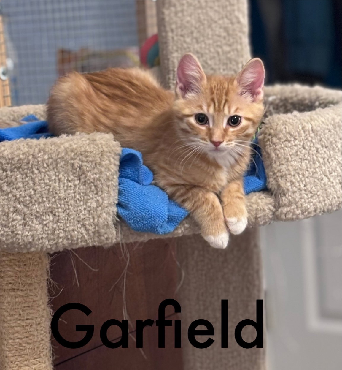 Garfield (FCID# 02/02/2026 - 60) KC Image