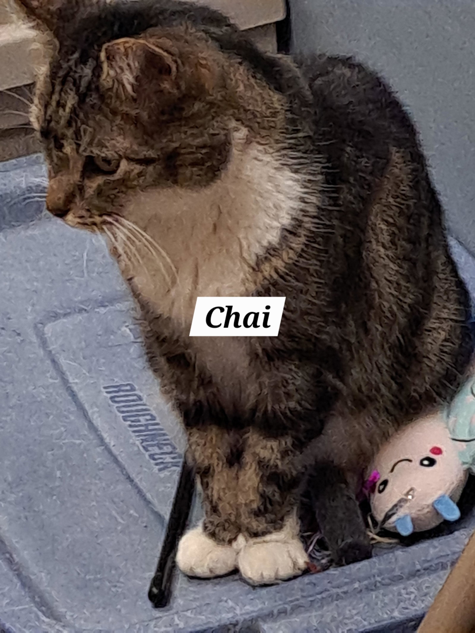 Chai (FCID# 01/22/2026 - 59 Brandywine PS) C Image