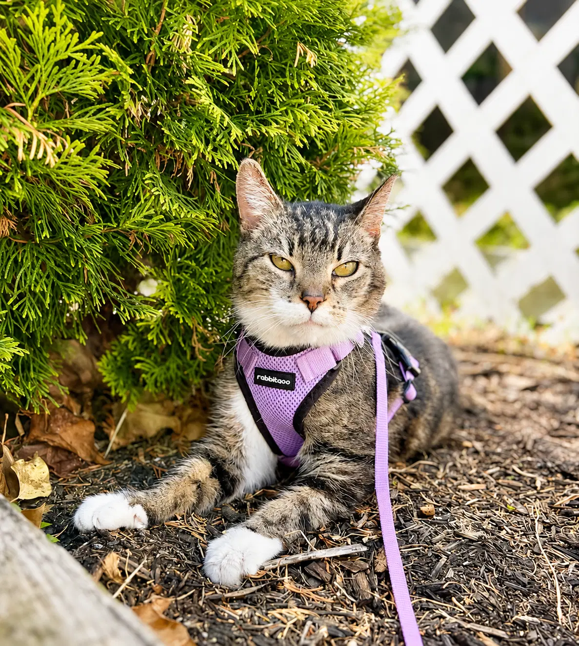 Chai Fcid  -  C - Tabby