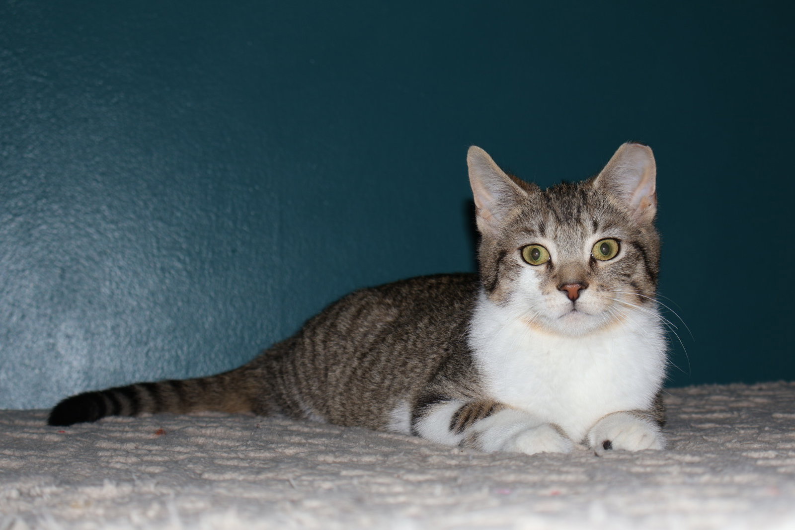 Pretzel, Willow Grove PS, (FCID 12/09/2025-101) Image