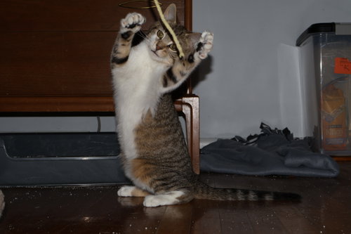 Pretzel, Willow Grove arae (FCID 12/09/25-101), Young Tabby (short coat), cat for adoption in Lakewood, New Jersey