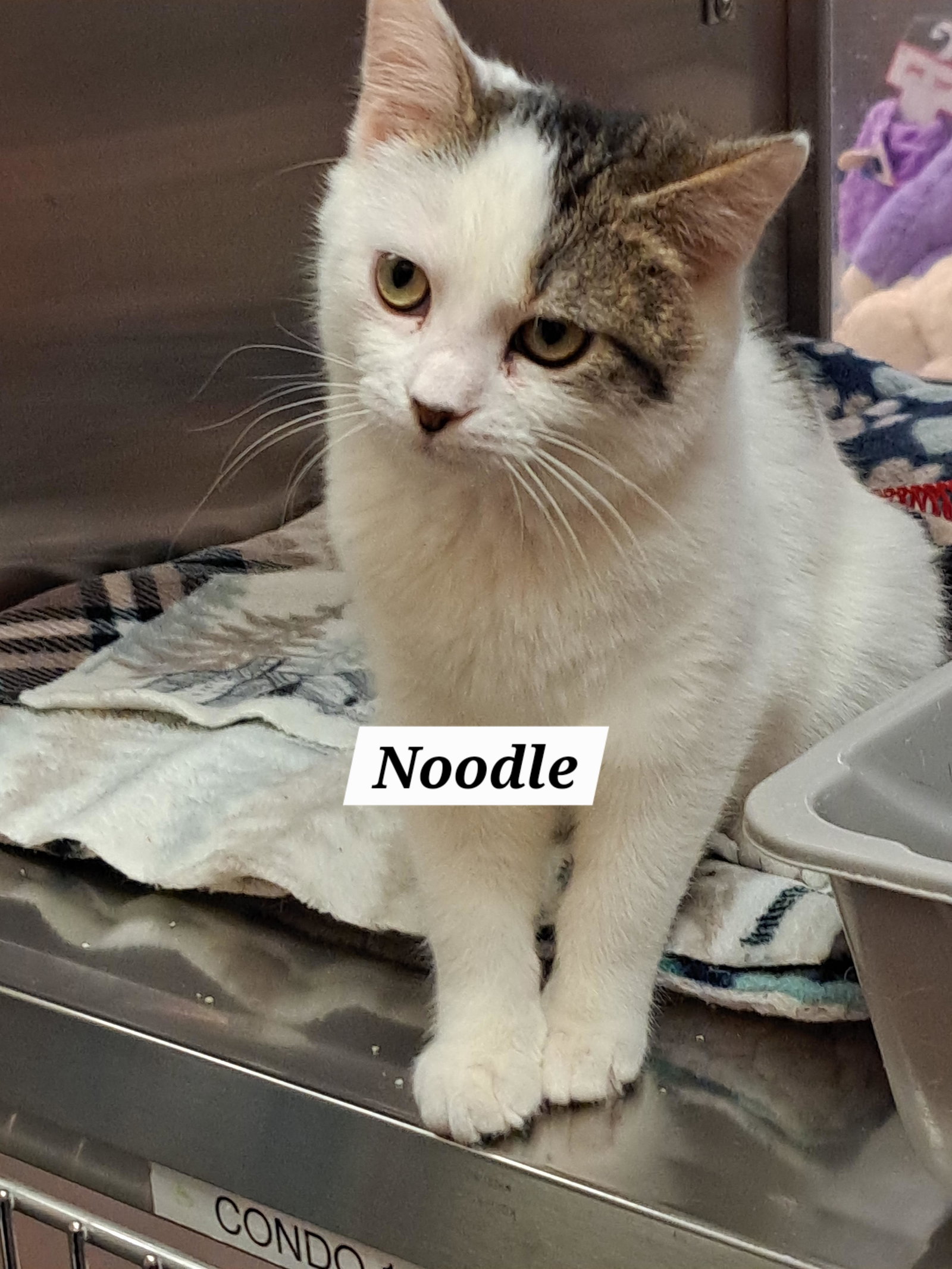 Noodle (FCID# 12/18/2025 - 11 Brandywine PS) Image