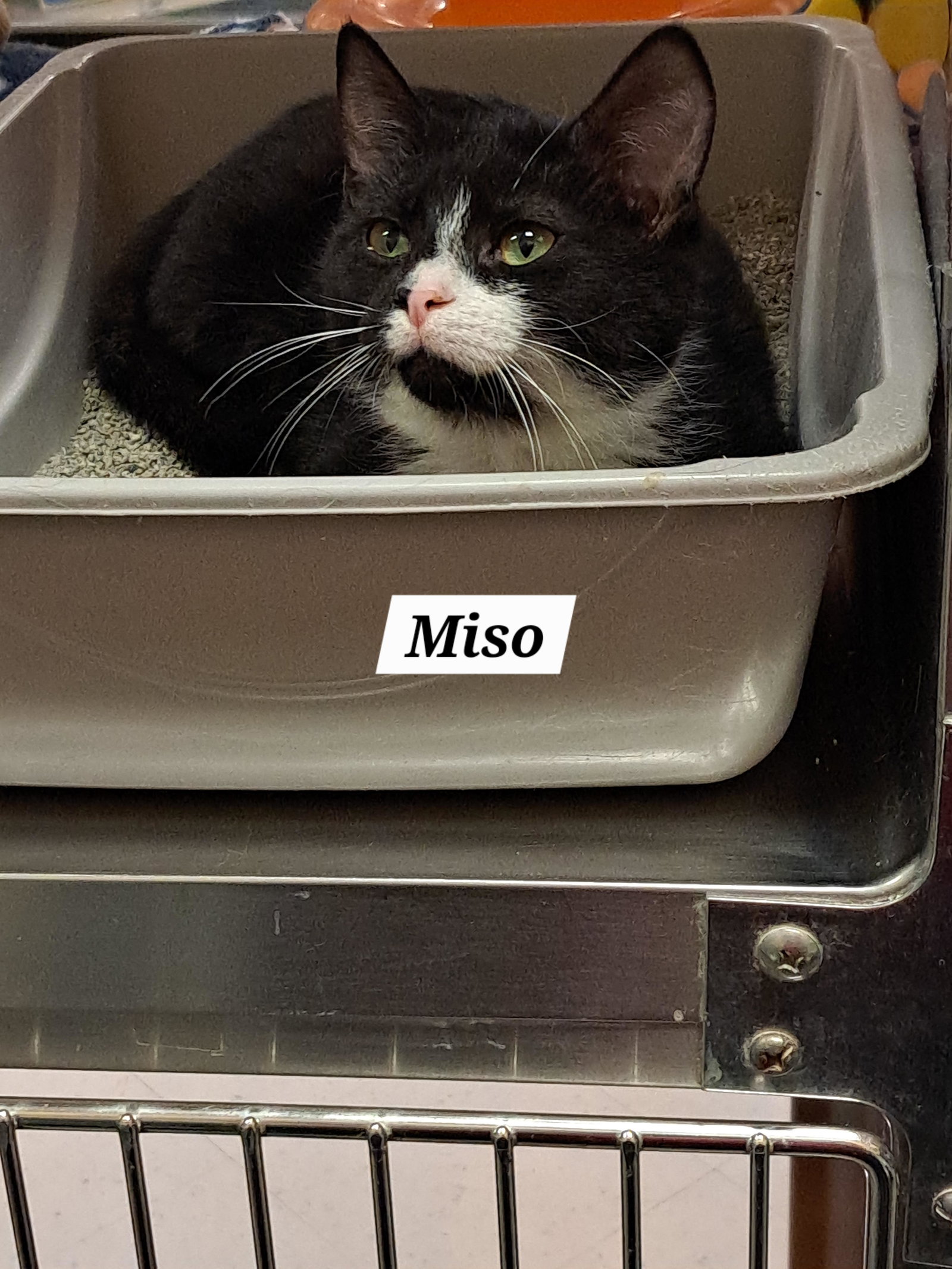 Brandy Meso aka Miso (FCID# 12/18/25-10 Brandywine Image