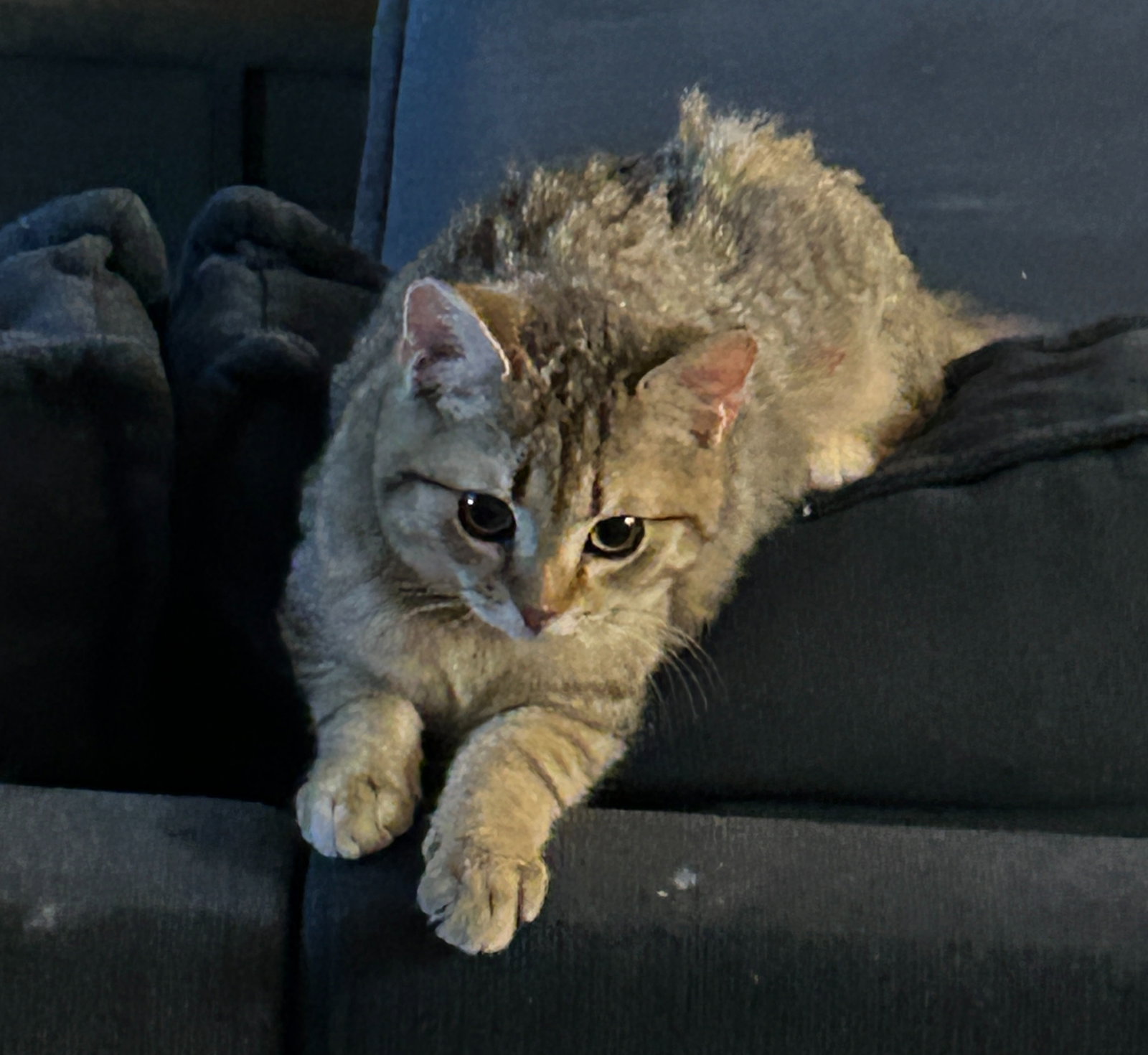 Peaches (FCID# 12/18/2025 - 9) C Image