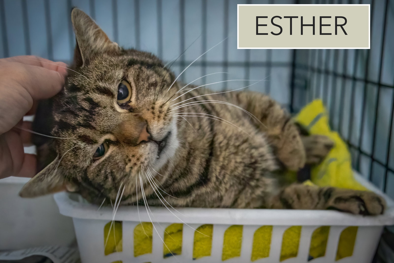 Esther (FCID# 01/29/2026 - 2 Trainer) Image