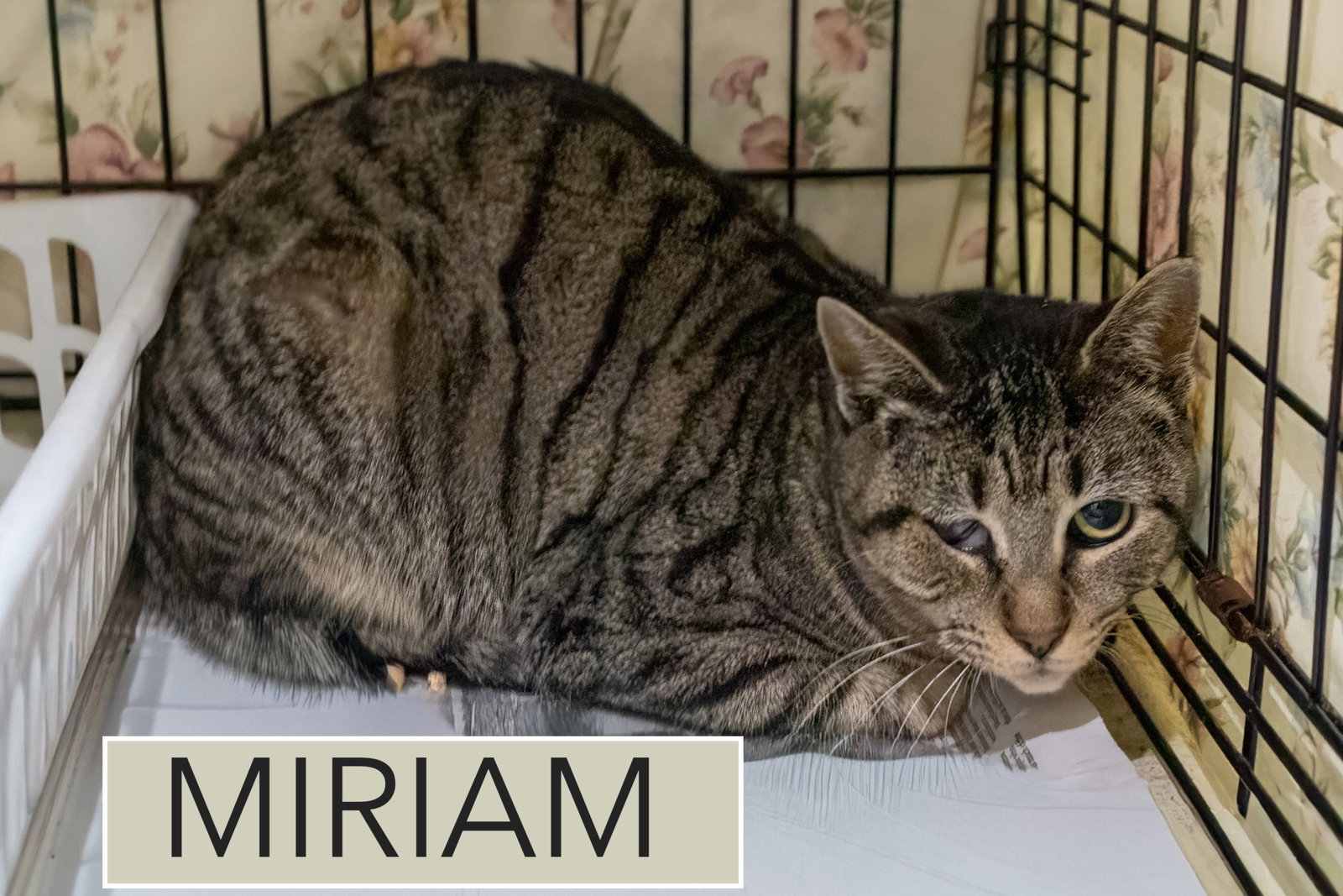 Miriam (FCID# 01/29/2026 - 3 Trainer) Image