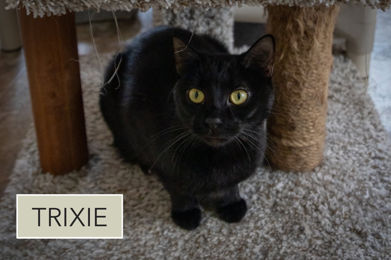 Trixie (FCID# 01/08/2025 - 46 Trainer) C Image