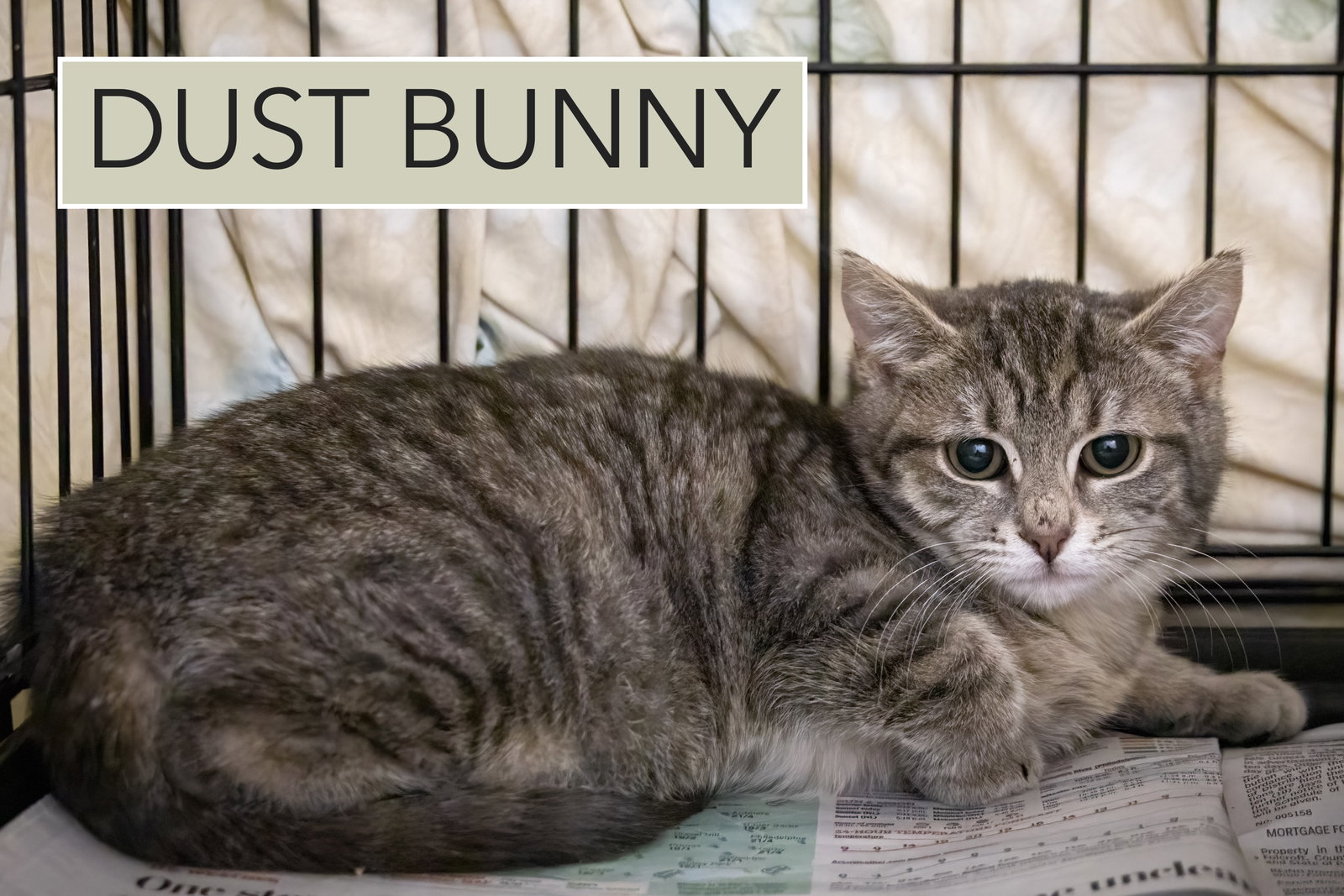 Dust Bunny (FCID# 01/19/2026 - 25 Trainer) Image