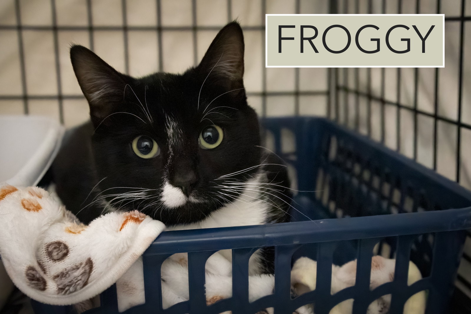 Froggy (FCID# 01/29/2026 - 37 Trainer) Image