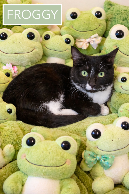 Froggy (FCID# 01/29/2026 - 37), Young Tuxedo (short coat), cat for adoption in Lancaster, Pennsylvania
