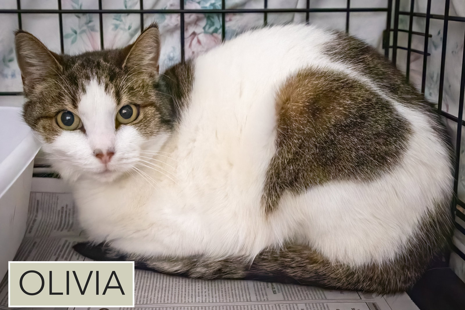 Olivia (FCID# 01/29/2026 - 4 Trainer) Image