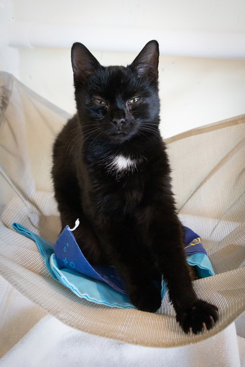 DIAMOND (FCID# 01/19/206 - 71 TRAINER) - Domestic Short Hair available for adoption