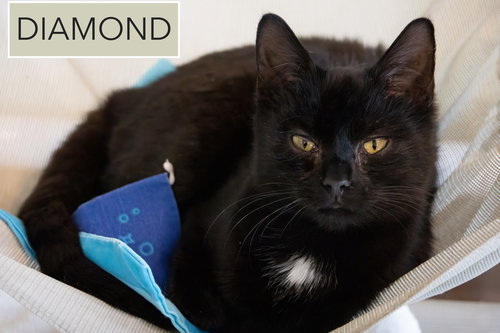 DIAMOND (FCID# 01/19/206 - 71 TRAINER) - Domestic Short Hair available for adoption
