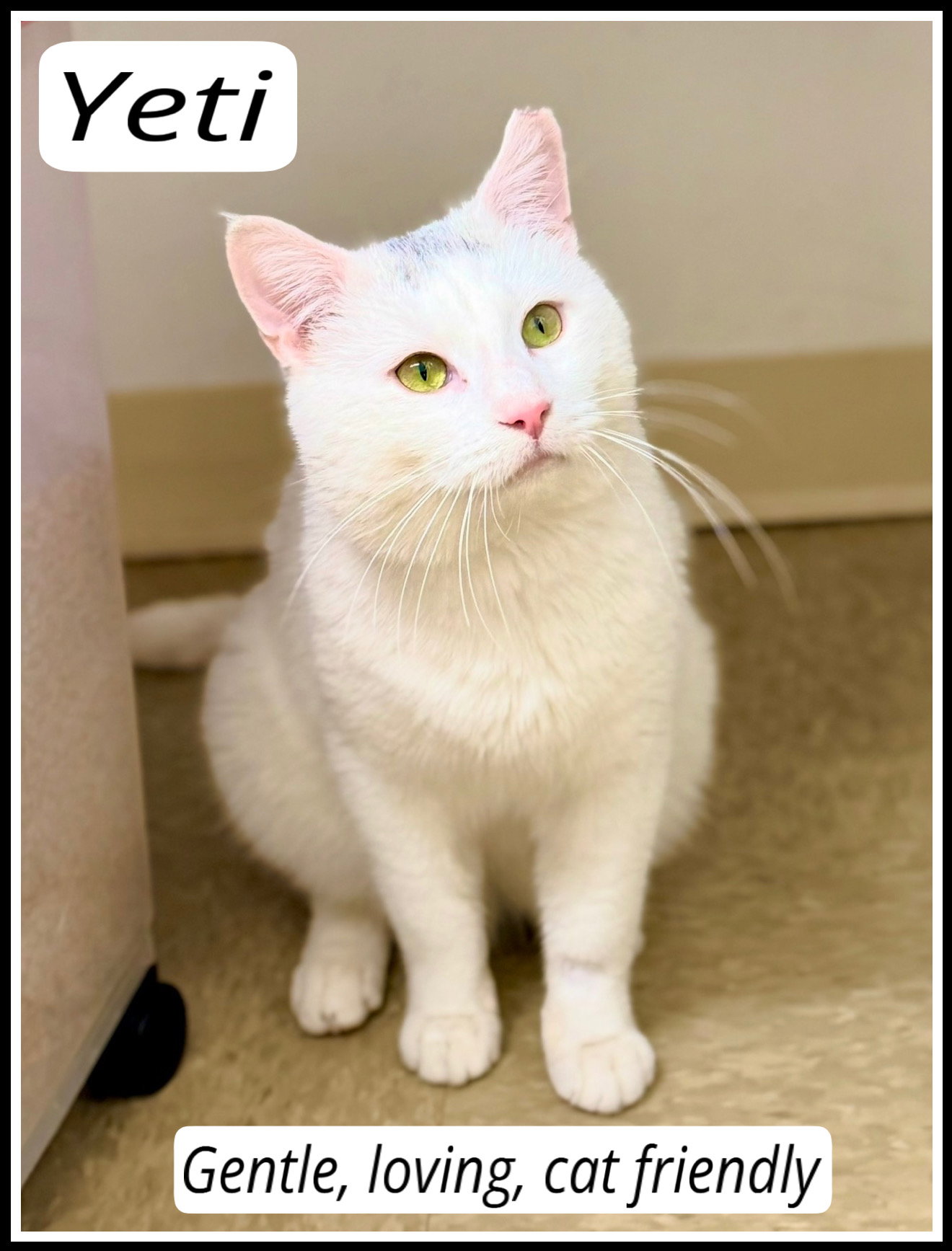 Yeti (FCID# 01/16/2026 - 149) Willow Grove Image