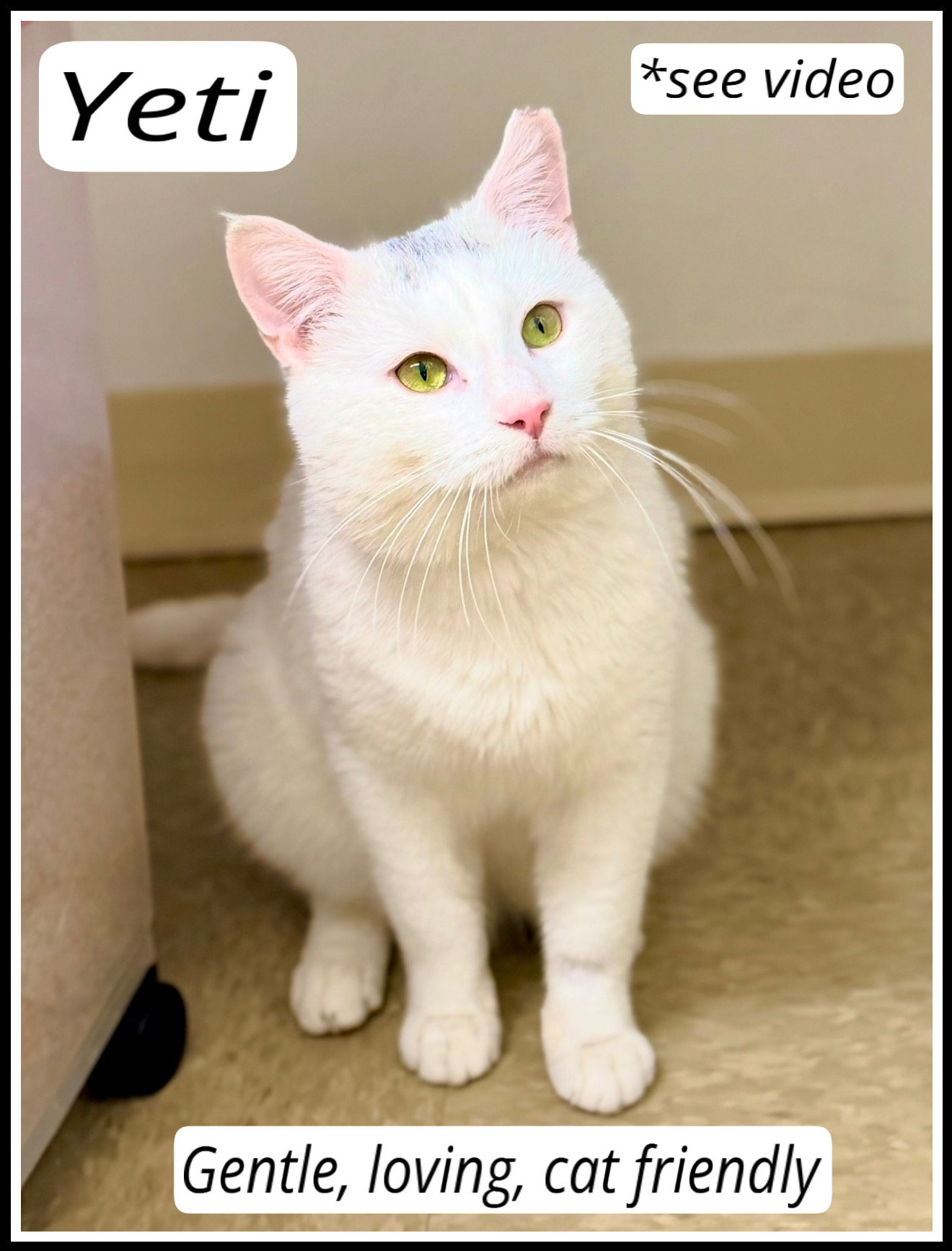 Yeti (FCID# 01/16/2026 - 149) Willow Grove Image