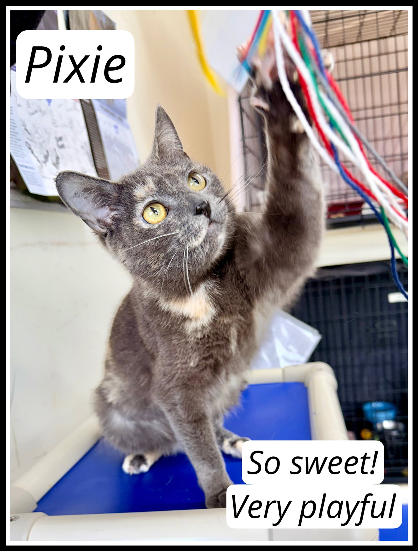 Pixie (fCID# 01/16/2026-148) Willow Grove Image