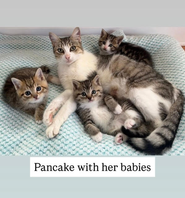 Pancake (FCID# 01/14/2026 - 3) C Image