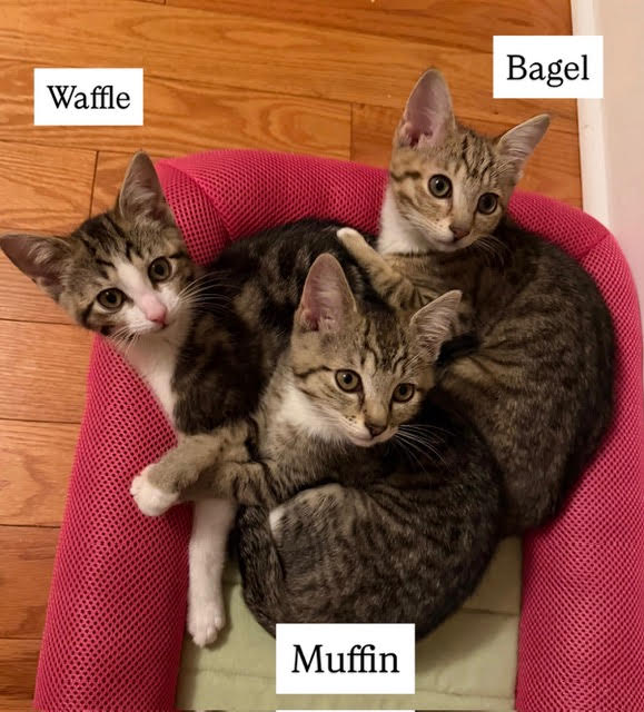 Waffle, Muffin and Bagel Image
