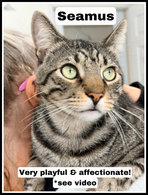 Seamus (FCID# 01/30/2025 - 118) Willow Grove, an adoptable Tabby in Greenville, DE