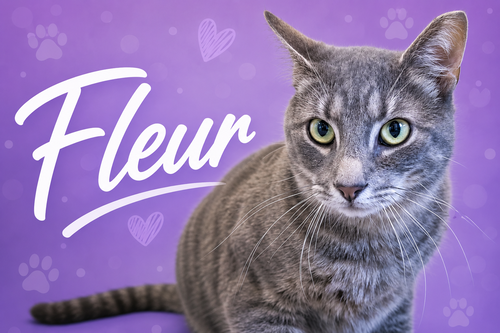 Fleur (FCID# 02/05/2026 - 46 Trainer) C, an adoptable Tabby in Greenville, DE