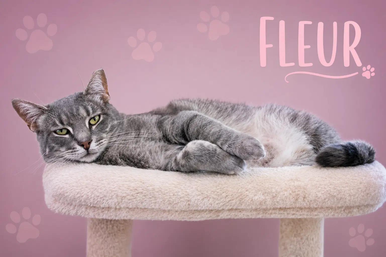 Fleur Fcid  -  Trainer C image 3