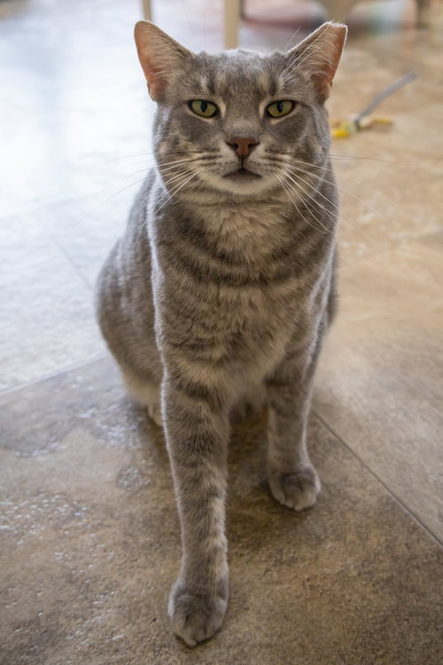 Photo 5 of Fleur (FCID# 02/05/2026 - 46 Trainer) C