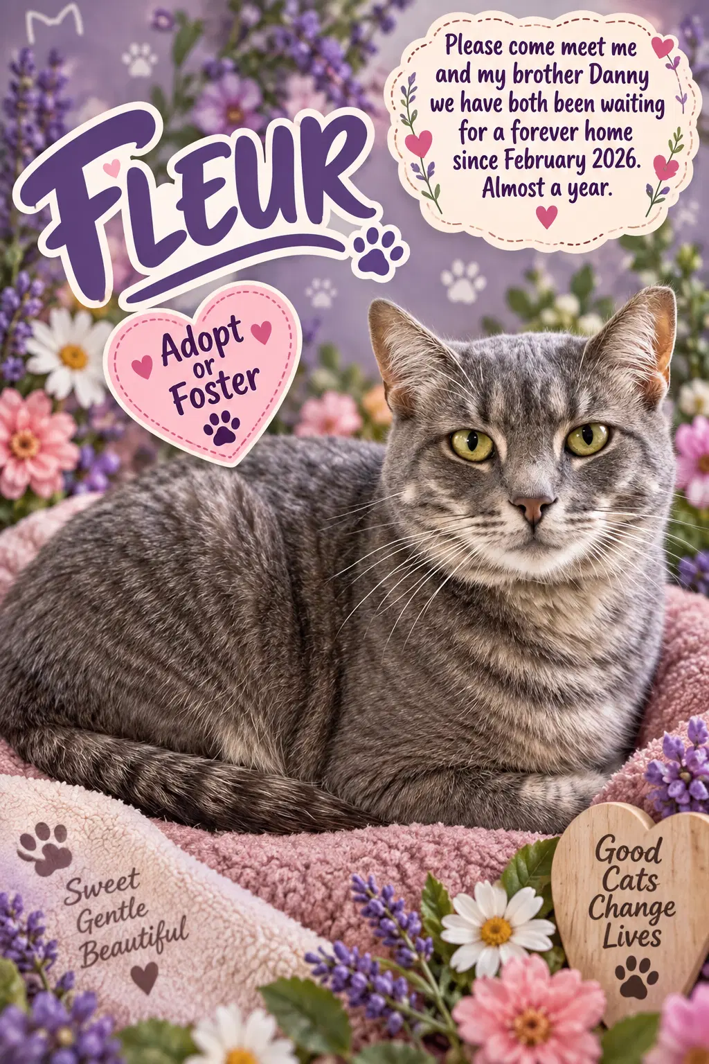 Fleur Fcid  -  Trainer C - Tabby