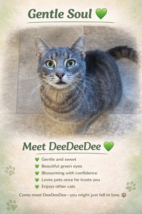 DeeDeeDee (m) (FCID# 02/05/2026 - 46 Trainer), Adult Domestic Short Hair (short coat), cat for adoption in Lancaster, Pennsylvania