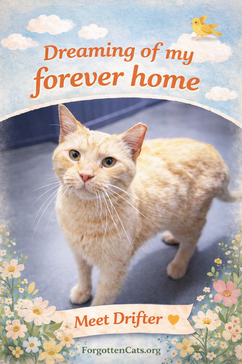 Drifter w/Francine (FCID 2/02/26-12 Brookhaven PS), Adult Tabby (short coat), cat for adoption in Lancaster, Pennsylvania