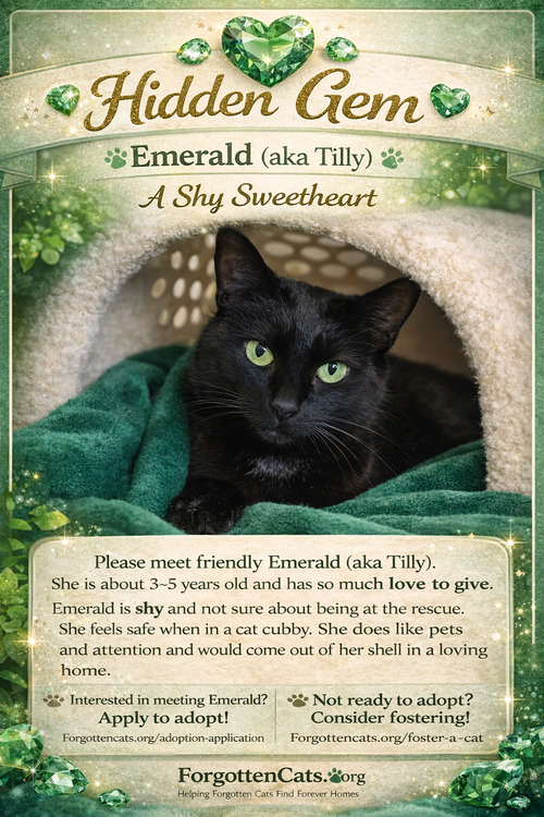 Emerald aka Tilly (FCID# 02/02/26-16 Christiana PS, Adult Domestic Short Hair (short coat), cat for adoption in Lancaster, Pennsylvania
