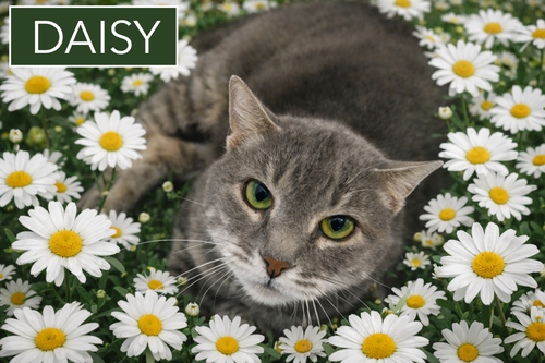 Photo 6 of Daisy: Foster Request (FCID# 02/09/26-37 Trainer)