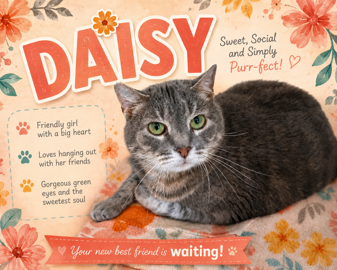 Daisy (FCID# 02/09/2026 - 37 Brandywine PS) Image