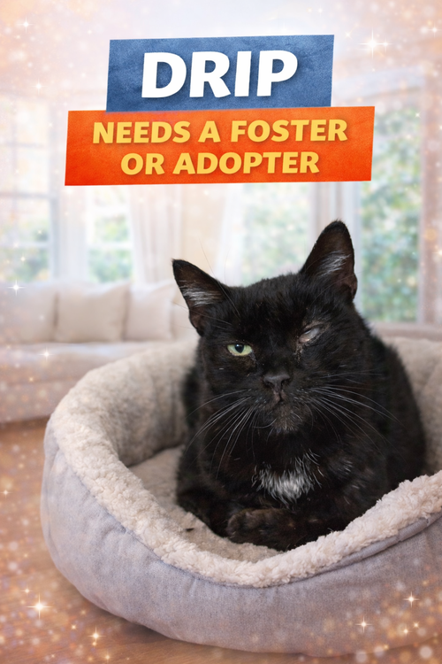 Drip: Foster Requested (FCID 02/09/26-30 Trainer), Adult Domestic Short Hair (short coat), cat for adoption in Lancaster, Pennsylvania