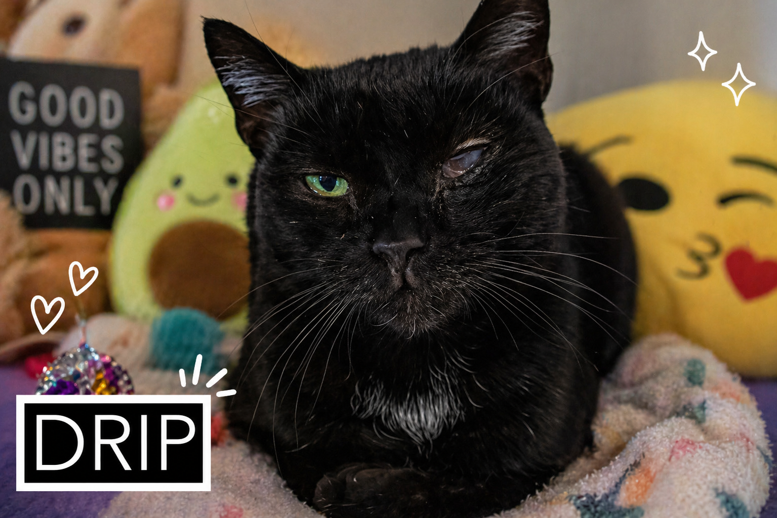 Drip: Medical Foster Requested (FCID 02/09/26-30) Image