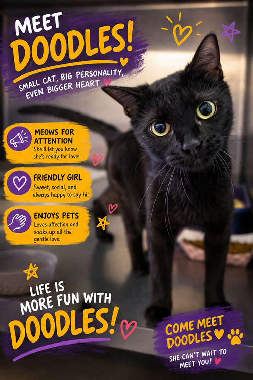 Doodles (FCID# 02/16/2026 - 39 Brandywine PS), Adult Domestic Short Hair (short coat), cat for adoption in Lancaster, Pennsylvania