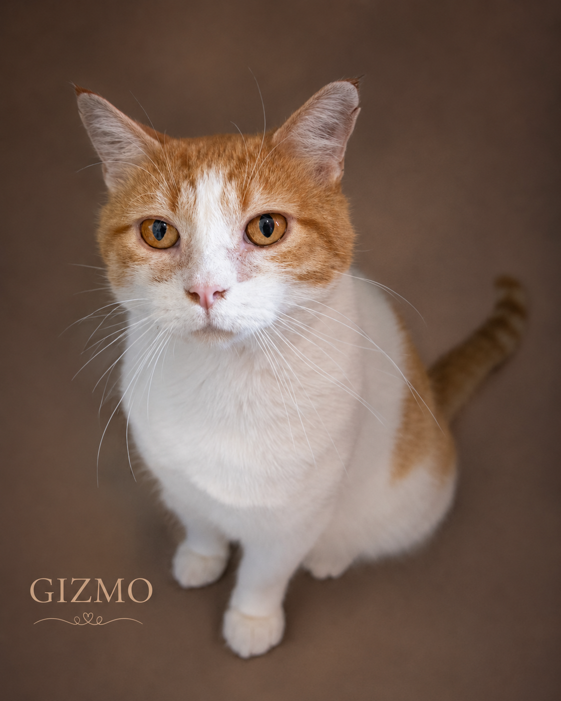 Gizmo (FCID# 02/16/2026 - 12 Trainer) Image