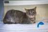 Stella  (FCID# 06/16/2023 - 129) - Photo 6