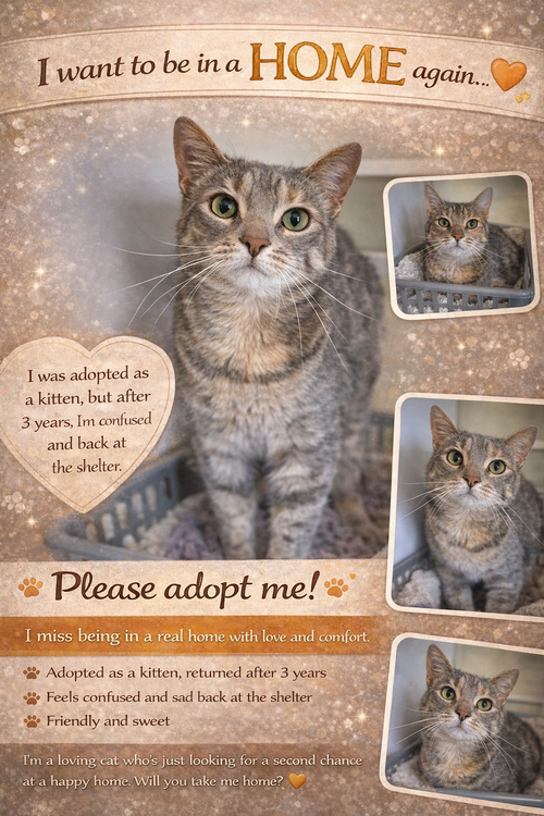 Stella: Foster Rquested (FCID# 06/16/2023 - 129), an adoptable Tabby in Greenville, DE