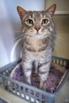 Stella  (FCID# 06/16/2023 - 129) - Photo 3